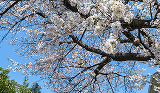 野川緑地公園