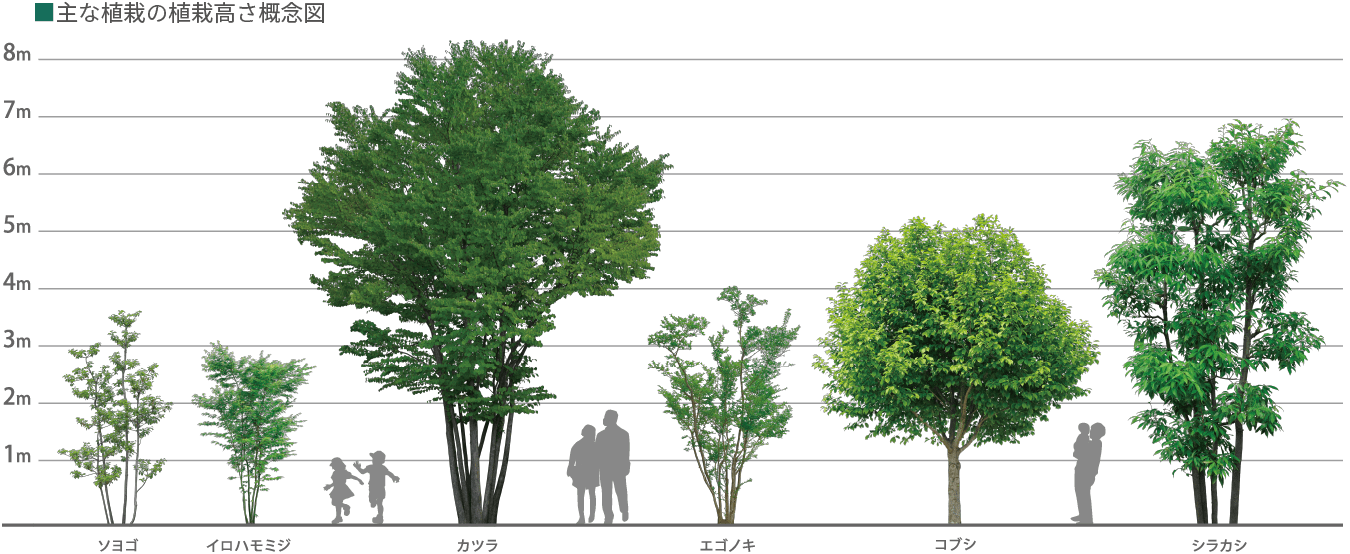 主な植栽の植栽高さ概念図