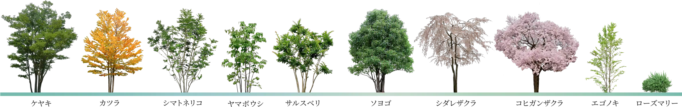 植栽