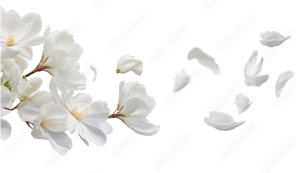 image photo