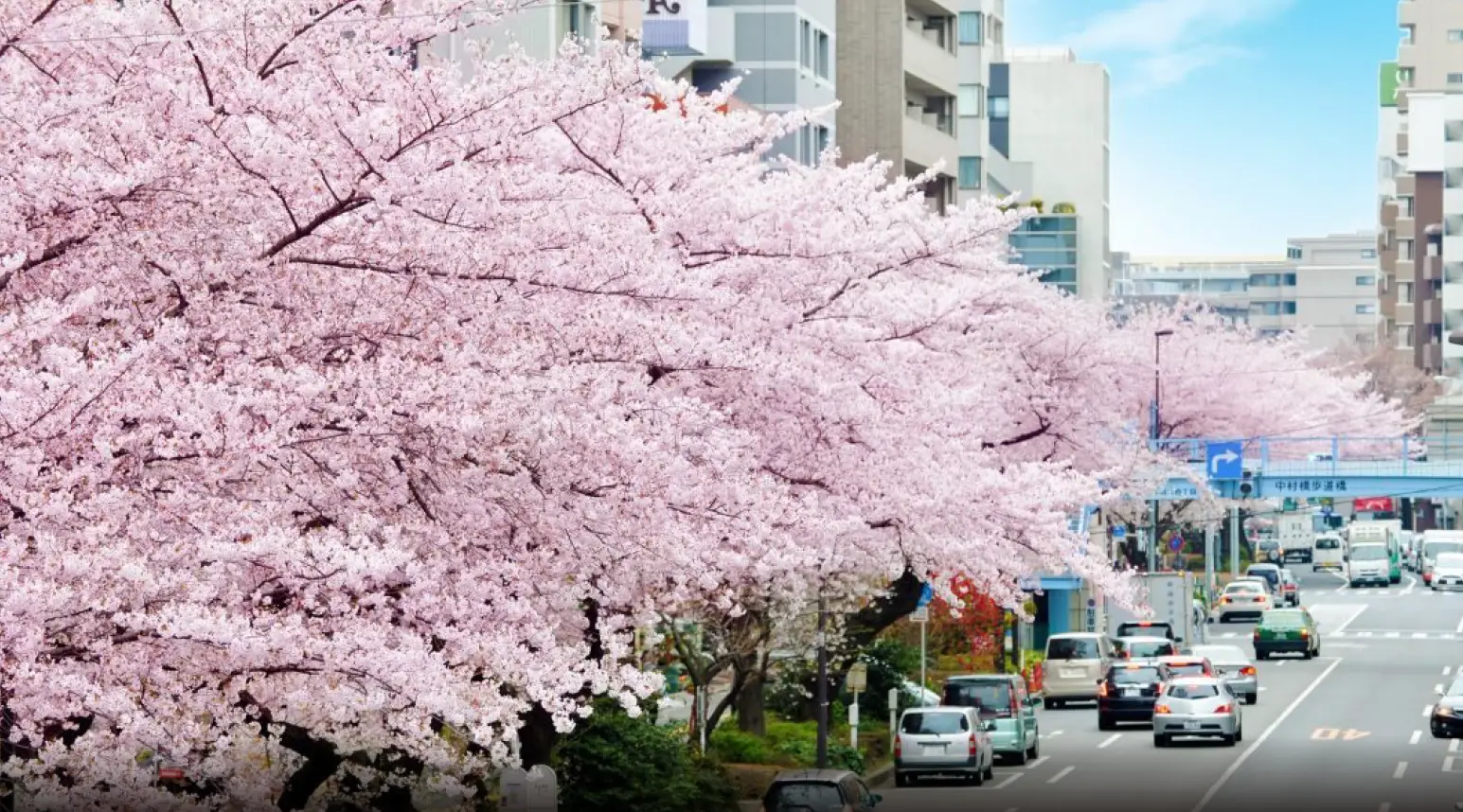 千川通り（提供写真／生活情報ポータルサイト「itot」）