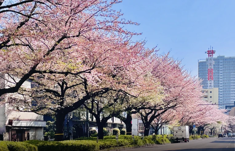 千川通り（約000m/徒歩00分）