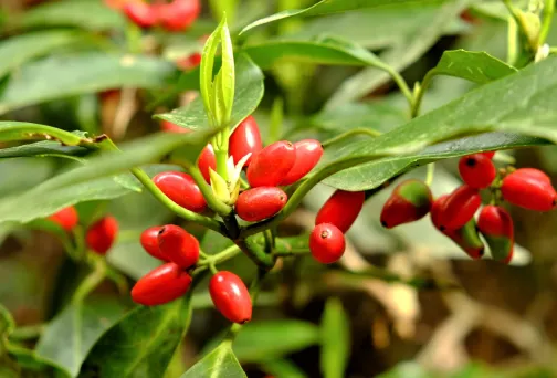 image photo