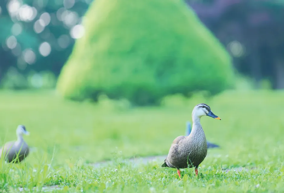 カルガモの親子