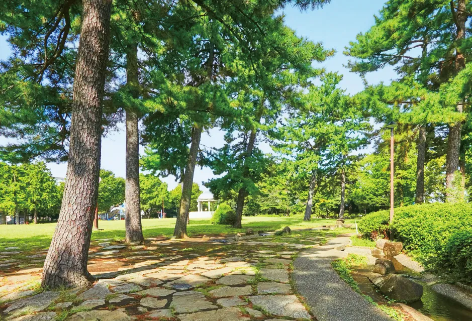 公園内の並木